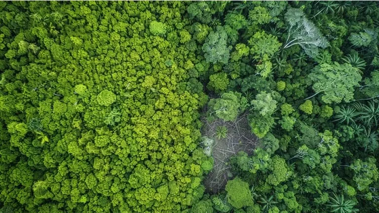 Indonesia and EU Collaborate to Harmonize Forest Data Ahead of New Deforestation-Free Trade Rules