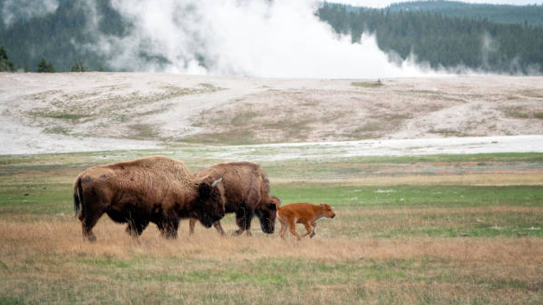 Forest Management Techniques for Wildlife Habitat Preservation