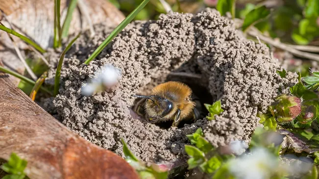 Pollinator Habitat