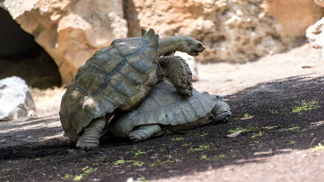 Population Management Captive Breeding