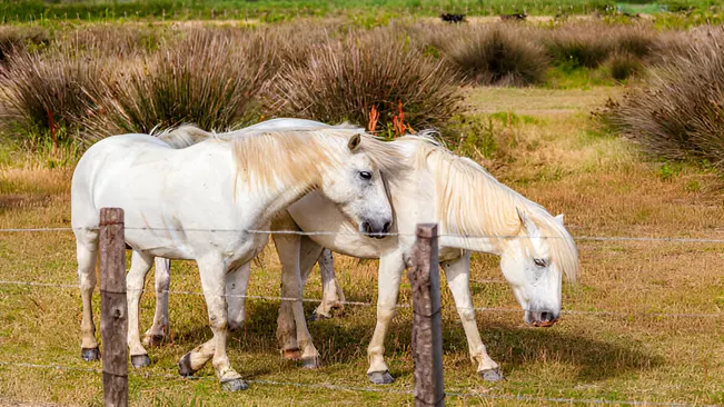 Species Conservation. Captive Breeding and Reintroduction