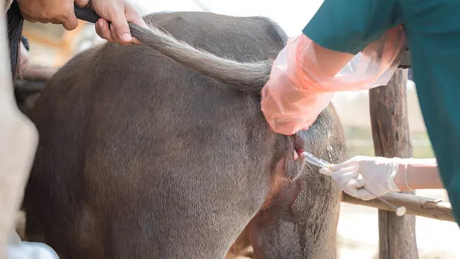 Fertility of buffalo inseminated with frozen semen after estrus synchronization in Swamp Buffalo