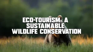 Eco-Tourism: A Sustainable Wildlife Conservation