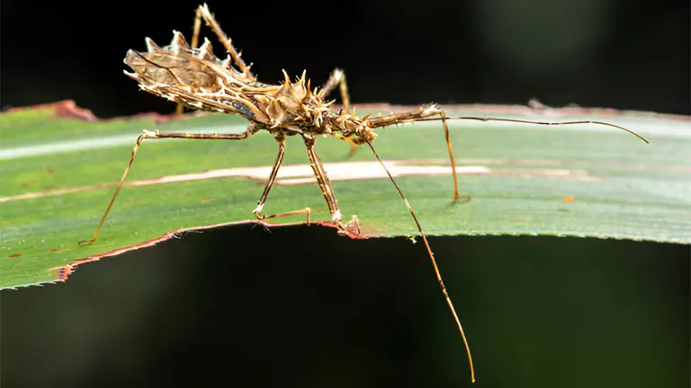 Impacts of Invasive Species: Ecology, Economy, and Human Health