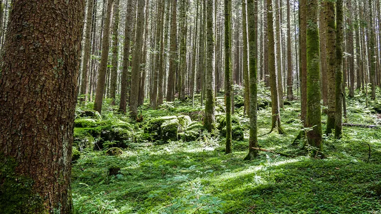 Why You Should Invest in Forestry