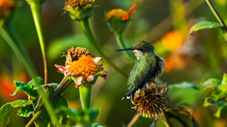 10 Ways to Save Pollinators