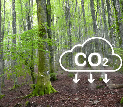 Forest with graphic of CO2 reduction, symbolizing carbon sequestration and climate change mitigation by trees.