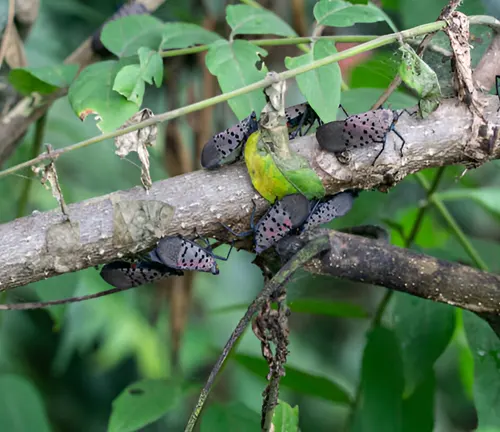 Invasive insects on a tree branch, highlighting the importance of reducing invasive species spread.