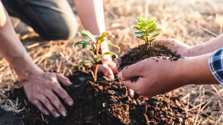 Two people planting a young sapling in soil, one holding the plant with soil in their hands, outdoors during sunset.