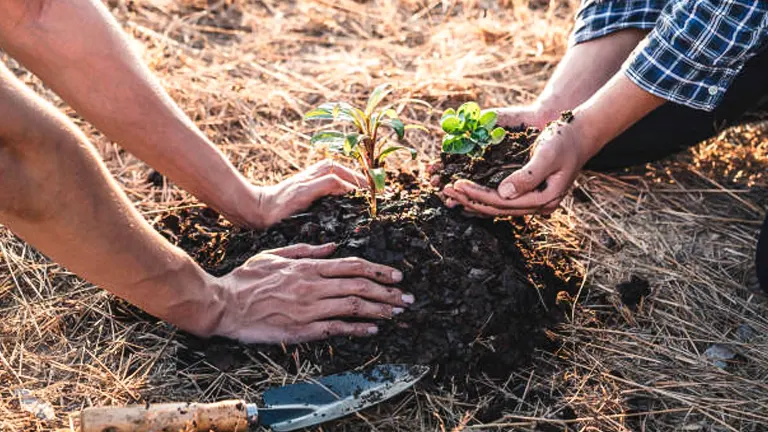 Two individuals planting a young plant in the soil, with their hands pressing the earth around it and a gardening trowel lying nearby, during a sunny outdoor setting.