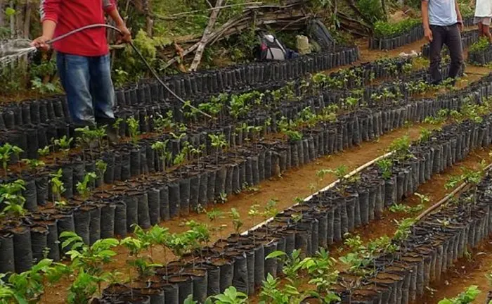 Workers watering young saplings organized in rows in a nursery as part of a reforestation project for biodiversity protection.