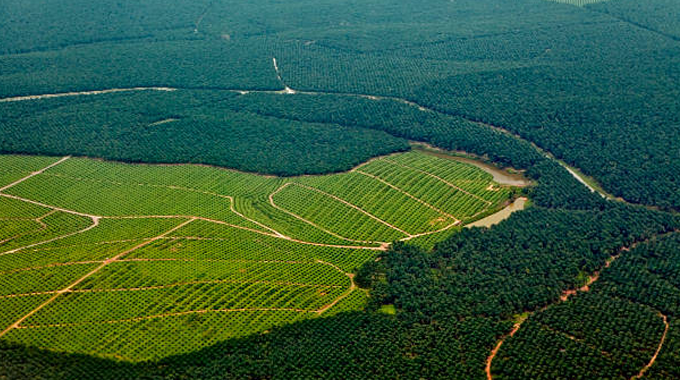 An aerial view of a large expanse of forested land with sections cleared and planted with rows of crops, likely palm oil plantations. 