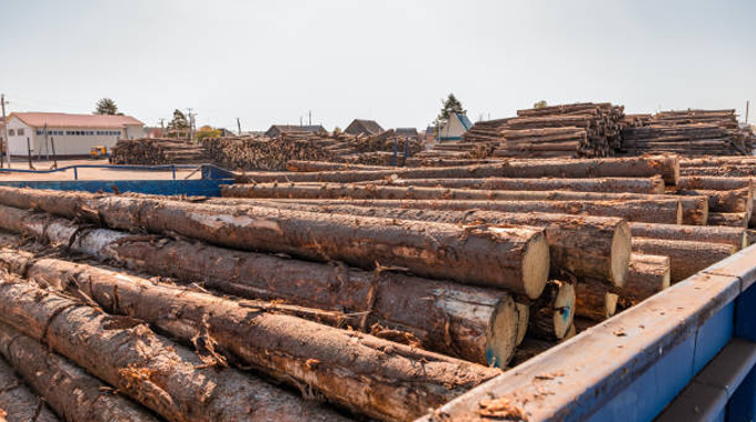 Economic Impact of Lumber Production on Global Timber Markets