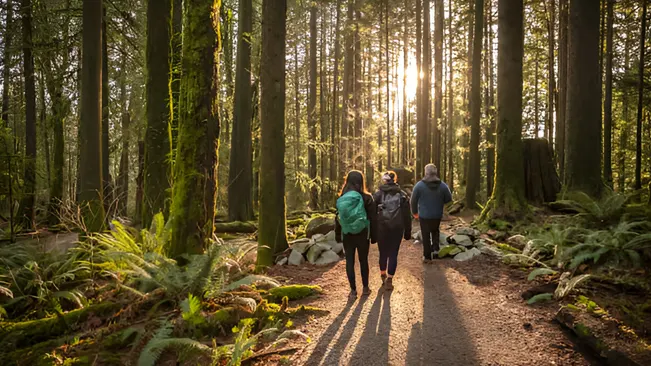 Forest Trail