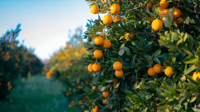 Fruit Trees