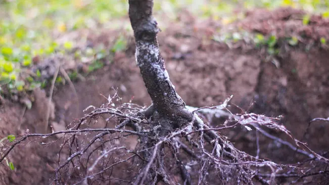 Bare Root Trees