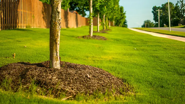 Grass Around Trees