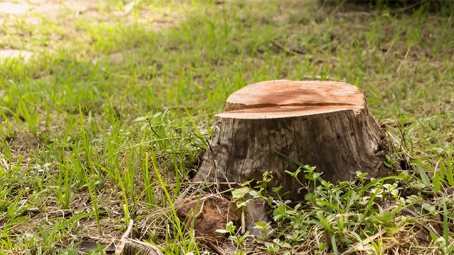 Tree Stump