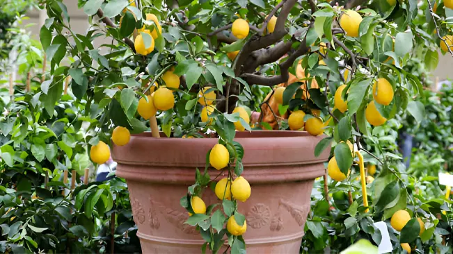 Lemon Tree