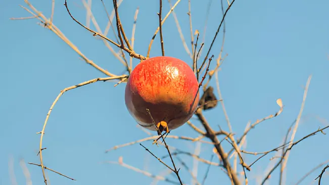 Pomegranate Tree