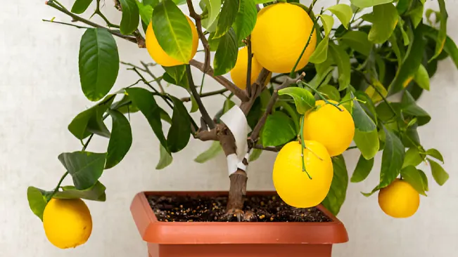 Potted lemon tree with ripe lemons growing.