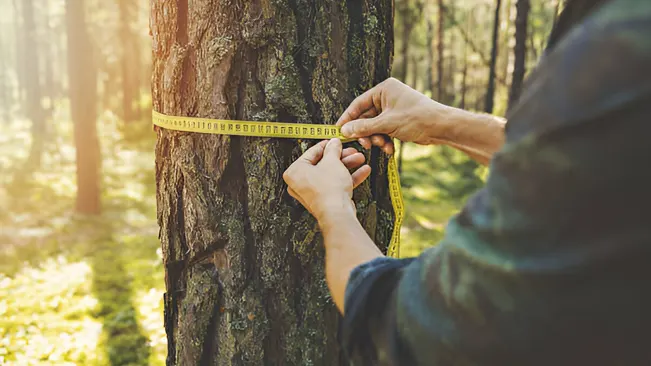 Person measuring tree diameter with a measuring tape during a forest health assessment.