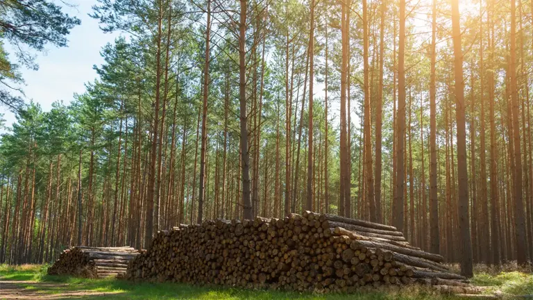 Timber Investments: Real Asset Investment Guide