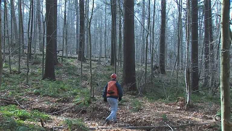 Person walking through a forest, representing sustainable forest management and timber industry practices.