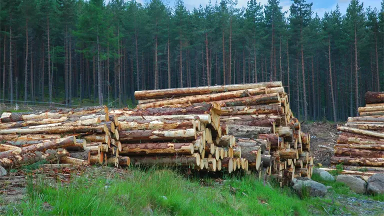 Stacked timber logs in a forest clearing, illustrating sustainable logging practices within the timber industry.