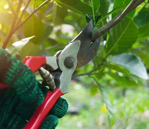 Pruning mango tree branch with red gardening shears.