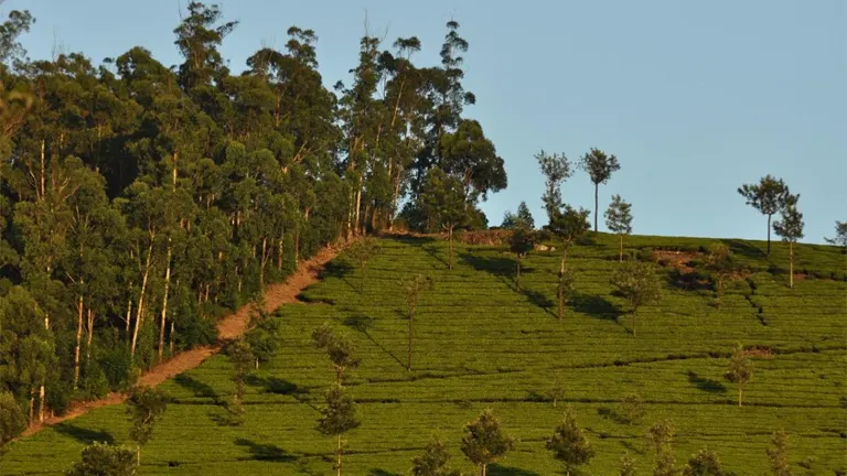 A hillside with newly planted saplings spread across rows, alongside a dense cluster of mature trees in the background, illustrating reforestation efforts.