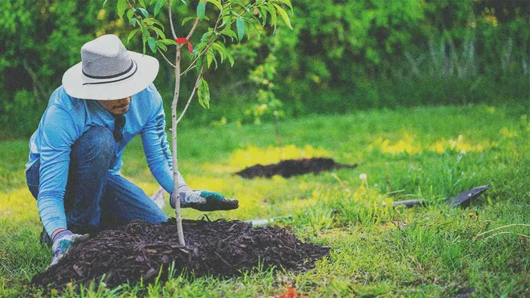 A person kneeling on the grass, carefully a young tree planting Initiatives, with mulch placed around the base, symbolizing hands-on reforestation efforts.
