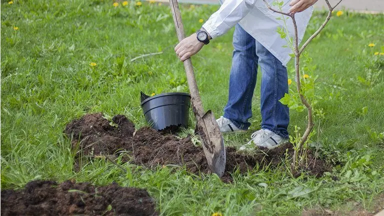 A person is using a shovel to plant a small tree in the soil, with a nearby bucket, demonstrating active participation in a tree planting initiative.