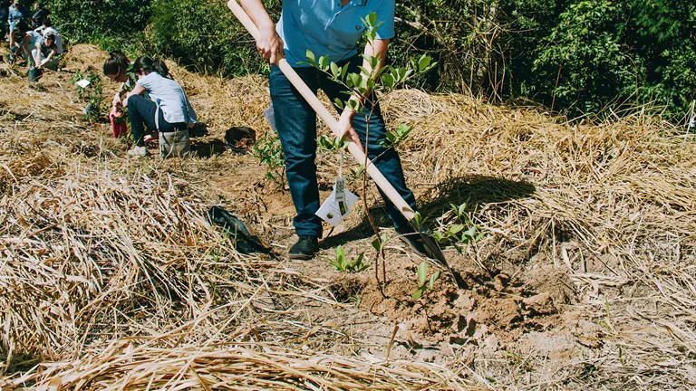 A person plants a sapling in dry soil with a shovel, while others work in the background, illustrating a community-driven reforestation effort.