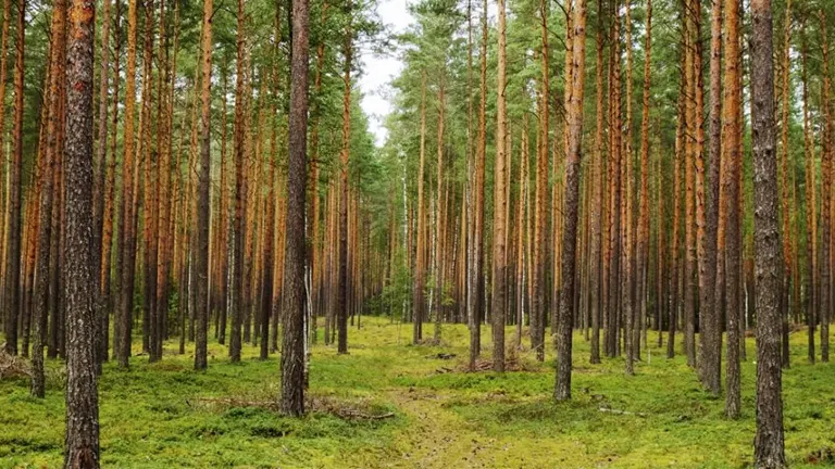 Well-managed forest with tall, evenly spaced trees, representing sustainable timber investments.