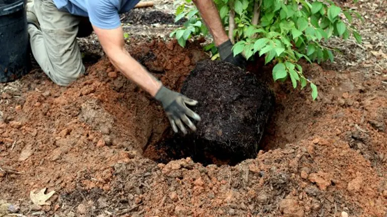 A person places a young tree into a hole, with soil prepared around it, emphasizing hands-on reforestation efforts as part of tree planting initiatives.