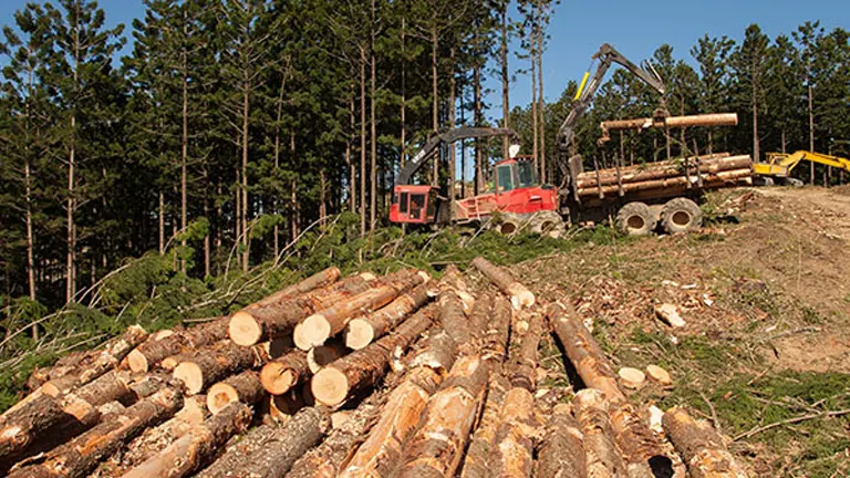 Timber harvesting in a forest with machinery stacking logs, illustrating the operational aspect of timber investments.