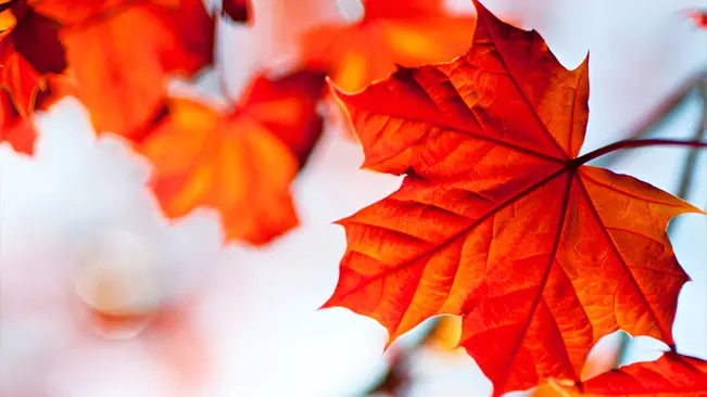 Close-up of bright red maple leaves, ideal for identifying tree species by fall foliage.