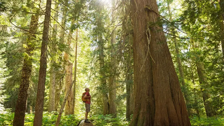 Person standing in an old-growth forest, highlighting the long-term potential and sustainability of timber investments.