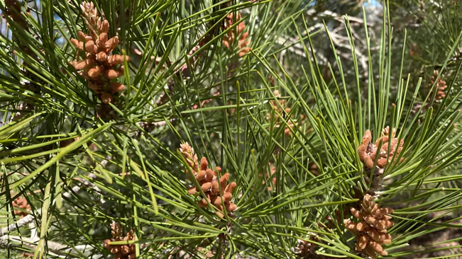 Close-up of pine needles and small cones, useful for identifying coniferous tree species.