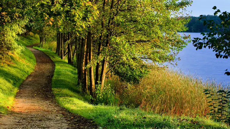 Scenic forest policy path along a lake, illustrating the harmony between natural landscapes and sustainable management practices.