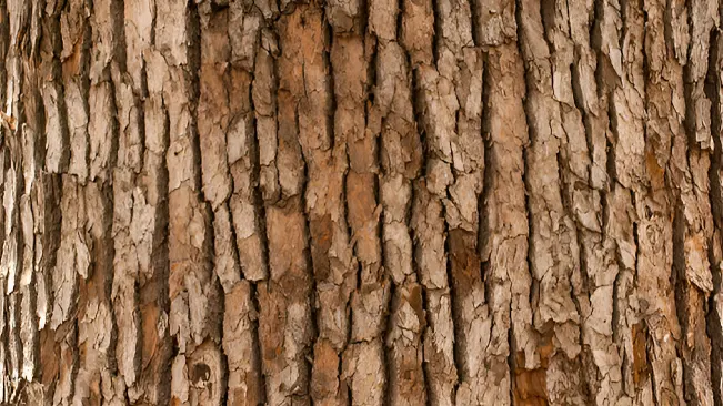 Close-up of rough, furrowed tree bark texture, useful for tree species identification.