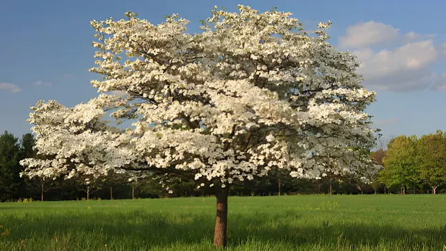 Flowering tree with white blossoms in a grassy field, ideal for tree species identification.