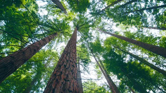 Upward view of tall trees with straight trunks and green canopies, useful for identifying tree species.