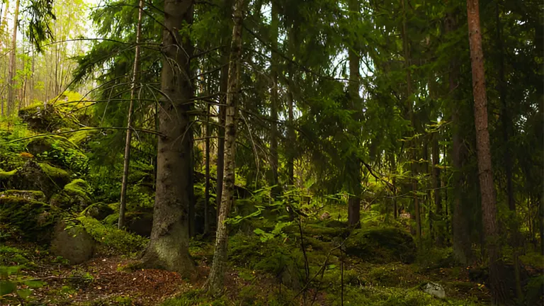 Dense forest with lush undergrowth, illustrating the importance of sustainable forest management practices.