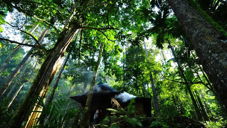 A small cabin in a dense forest, symbolizing the balance between human presence and sustainable forest management.