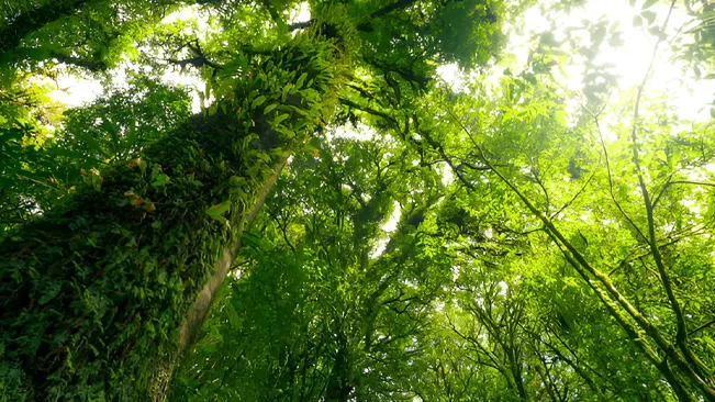 Lush green forest canopy viewed from below, showcasing healthy trees and abundant foliage.