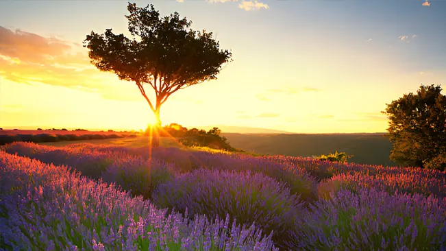 Sunset over a lavender field with a single tree in the background