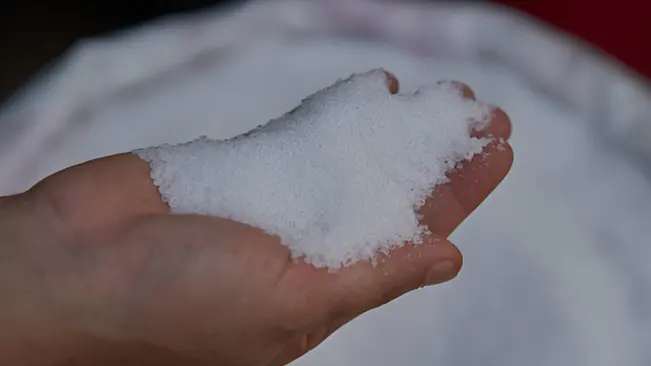 Hand holding rock salt for killing a tree stump