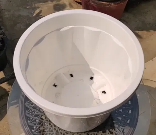 White plastic pot with drainage holes, ready for planting a mango seed.